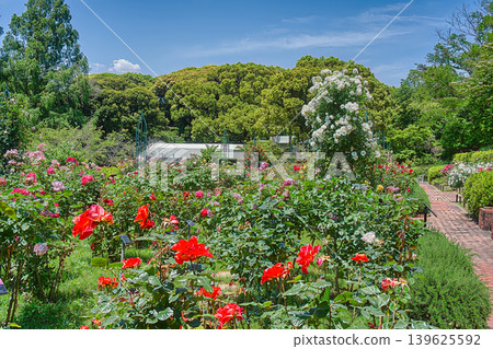A rose garden of various colors 139625592