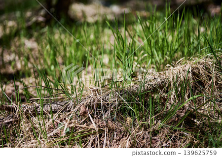 Close up of vibrant green grass growing from dry brown earth and old foliage. Bright sunlight illuminates new blades, creating a vivid contrast in the natural outdoor setting Close up of vibrant green grass growing from dry brown earth and old foliage. Bright sunlight illuminates new blades, creating a vivid contrast in the natural outdoor setting 139625759