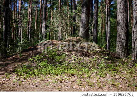 A prominent ant hill stands on the forest floor, vibrant green plants growing around its base. Sunlight illuminates the tall pine trees in the background 139625762