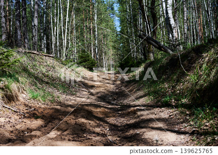 A winding dirt path stretches into the distance, flanked by lush green grass and towering birch and pine trees within a vibrant forest under bright sunlight 139625765