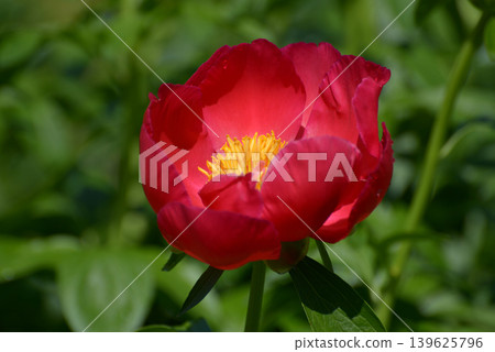 Scarlett O'Hara Peony Scarlett O'Hara Peony 139625796