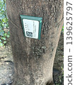 This is a Japanese evergreen oak (Quercus myrsinaefolia), a type of beech tree, located in Minami-Ikebukuro Park in Toshima Ward, Tokyo. 139625797