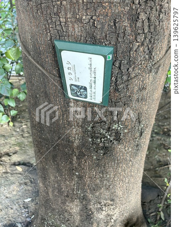 This is a Japanese evergreen oak (Quercus myrsinaefolia), a type of beech tree, located in Minami-Ikebukuro Park in Toshima Ward, Tokyo. This is a Japanese evergreen oak (Quercus myrsinaefolia), a type of beech tree, located in Minami-Ikebukuro Park in Toshima Ward, Tokyo. 139625797