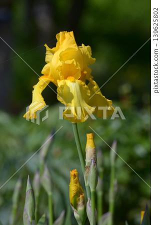 Germany iris Germany iris 139625802
