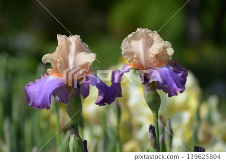 Germany iris Germany iris 139625804