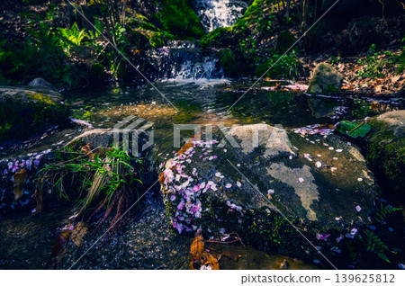 [Garyu Park] Cherry blossom petals scattered on the rocks of the waterfall [Benten Falls] 139625812