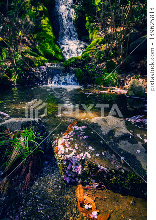 [Garyu Park] Cherry blossom petals scattered on the rocks of the waterfall [Benten Falls] 139625813