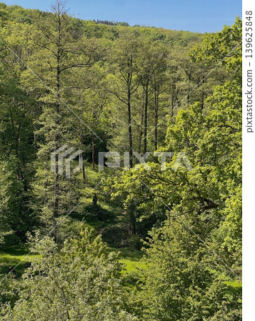 Lush green forest landscape with tall trees and dense foliage under a Lush green forest landscape with tall trees and dense foliage under a 139625848