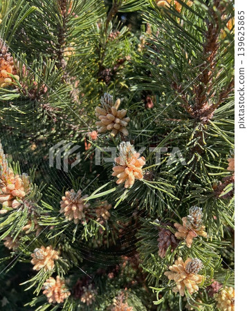 Close-up view of pine tree branches with young pine cones and Close-up view of pine tree branches with young pine cones and 139625865