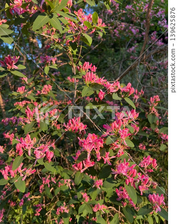 Vibrant pink flowers bloom on a green shrub, surrounded by lush foliage Vibrant pink flowers bloom on a green shrub, surrounded by lush foliage 139625876