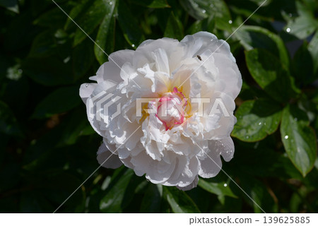 Shiosai Peony Shiosai Peony 139625885