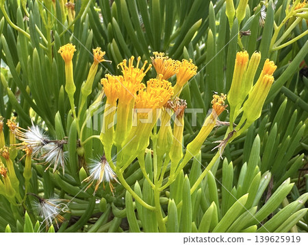 Succulent Bush Senecio (Senecio barbertonicus) Succulent Bush Senecio (Senecio barbertonicus) 139625919