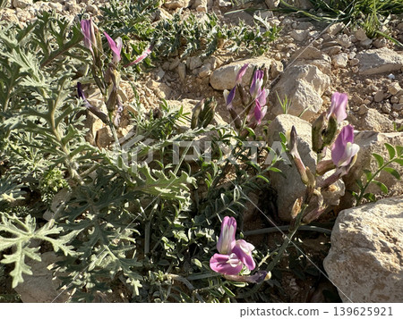 Bladder-senna Milk-vetch (Astragalus coluteoides) Bladder-senna Milk-vetch (Astragalus coluteoides) 139625921