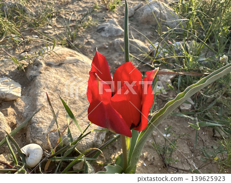 Tulip of the desert (lat. - Tulipa systola) Tulip of the desert (lat. - Tulipa systola) 139625923