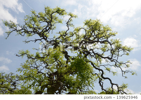 Young leaves of weeping 139625946