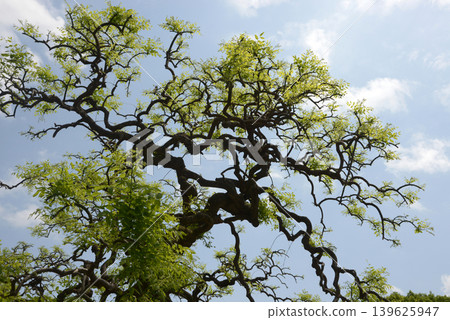 Young leaves of weeping 139625947