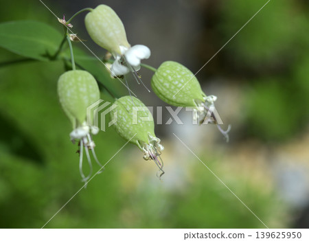 白玉草 白玉草 139625950