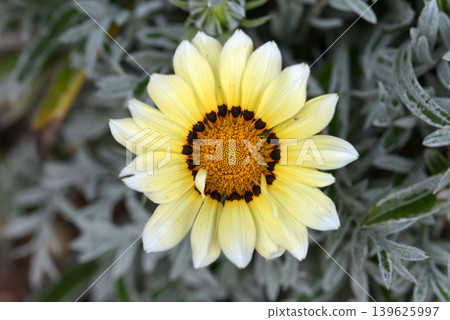 Gazania 139625997