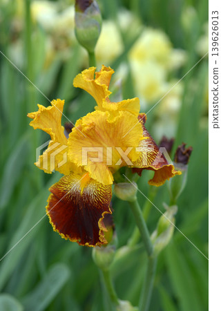 Germany iris 139626013