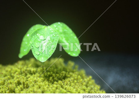Clover for a spring image Clover for a spring image 139626073