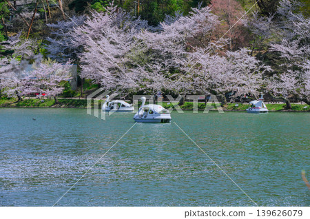[加留公園] 龍池上的天鵝船 [須坂市] 139626079