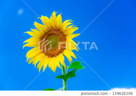 [Floral Material] Sunflowers and a refreshing summer blue sky at Yamanakako Flower Park [Yamanashi Prefecture] 139626106