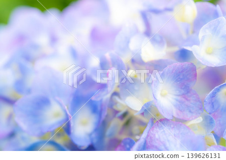 [Macro Photography] Raindrops on Hydrangeas [Nagano Prefecture] 139626131