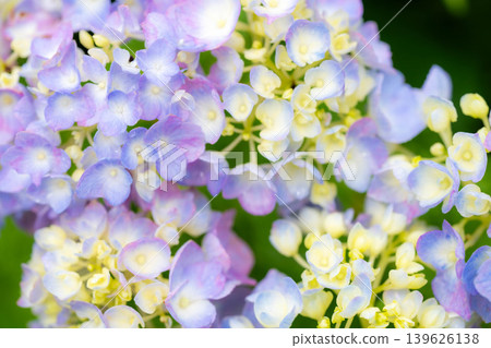 [Macro Photography] Raindrops on Hydrangeas [Nagano Prefecture] 139626138