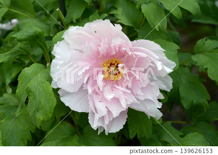 Shirakami Peony Flower Shirakami Peony Flower 139626153