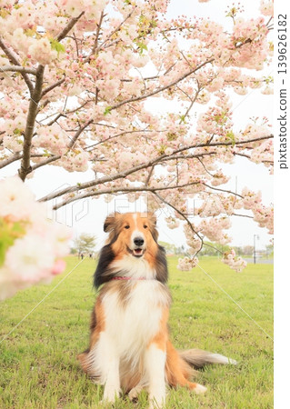 重瓣櫻花和設得蘭牧羊犬 139626182