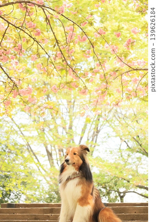 Double cherry blossoms and Shetland Sheepdog Double cherry blossoms and Shetland Sheepdog 139626184