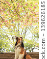 Double cherry blossoms and Shetland Sheepdog 139626185