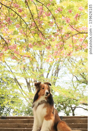 Double cherry blossoms and Shetland Sheepdog Double cherry blossoms and Shetland Sheepdog 139626185