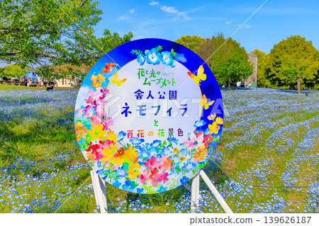 東京都足立區舍人公園Nemophila花壇 東京都足立區舍人公園Nemophila花壇 139626187
