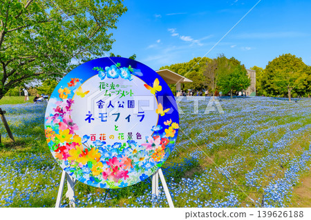 東京都足立區舍人公園Nemophila花壇 東京都足立區舍人公園Nemophila花壇 139626188