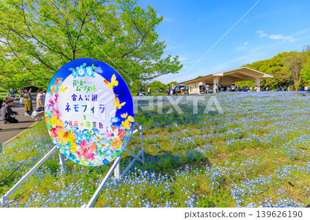 東京都足立區舍人公園Nemophila花壇 東京都足立區舍人公園Nemophila花壇 139626190