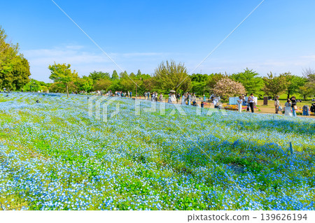 東京都足立區舍人公園Nemophila花壇 139626194