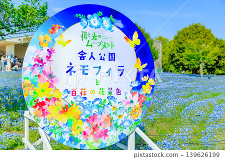 Tokyo, Adachi Ward, Toneri Park, Nemophila flowerbed Tokyo, Adachi Ward, Toneri Park, Nemophila flowerbed 139626199