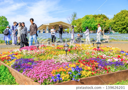 東京都足立區舍人公園Nemophila花壇 東京都足立區舍人公園Nemophila花壇 139626201