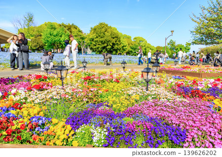 東京都足立區舍人公園Nemophila花壇 139626202