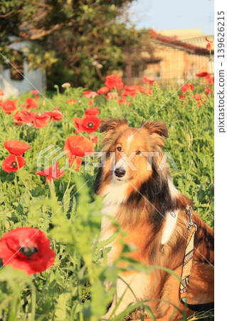 Poppy and Shelty Poppy and Shelty 139626215