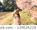 Kawazu Sakura and Shelties 139626228
