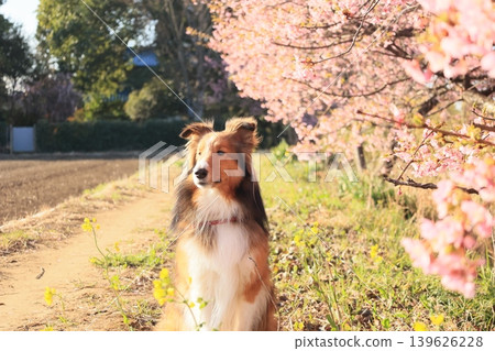 Kawazu Sakura and Shelties Kawazu Sakura and Shelties 139626228