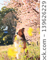 Kawazu cherry blossoms, rapeseed flowers, and a Shetland Sheepdog. 139626229