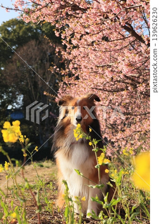Kawazu cherry blossoms, rapeseed flowers, and a Shetland Sheepdog. Kawazu cherry blossoms, rapeseed flowers, and a Shetland Sheepdog. 139626230