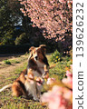 Kawazu Sakura and Shelties 139626232