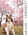 Peach and Shetland Sheepdog 139626237