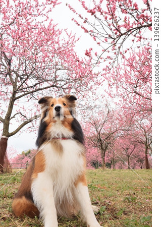 桃子和設得蘭牧羊犬 桃子和設得蘭牧羊犬 139626237