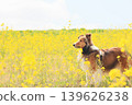 Rapeseed flowers and Shetland Sheepdog 139626238