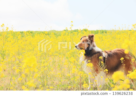 Rapeseed flowers and Shetland Sheepdog Rapeseed flowers and Shetland Sheepdog 139626238